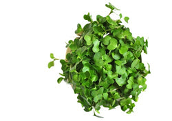Organic Broccoli Microgreen (Price per pkt Approx. 30gms)