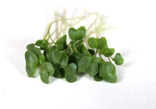 Organic Green Cabbage  Microgreen (Price per pkt Approx. 30gms)