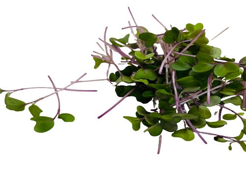 Organic Purple Kohlrabi Microgreen (Price per pkt Approx. 30gms)