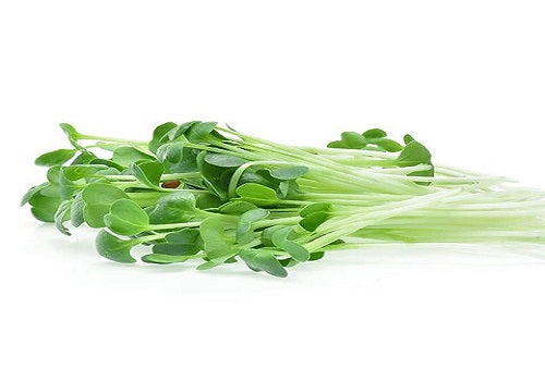 Organic Radish Microgreen (Price per pkt Approx. 30gms)