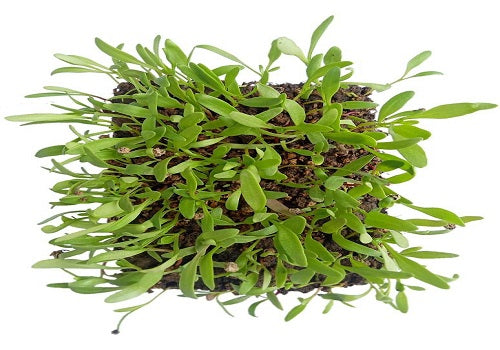 Organic Spinach Microgreen (Price per pkt Approx. 30gms)