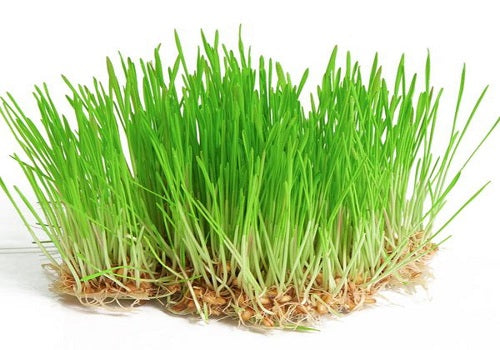 Organic Wheatgrass Microgreen (Price per pkt Approx. 30gms)