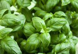 Hydroponic Basil (80gms to 100gms)