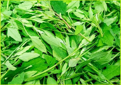 Bathua leaves (Price per 500gms)