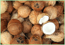 Coconut  (Price per Pc)