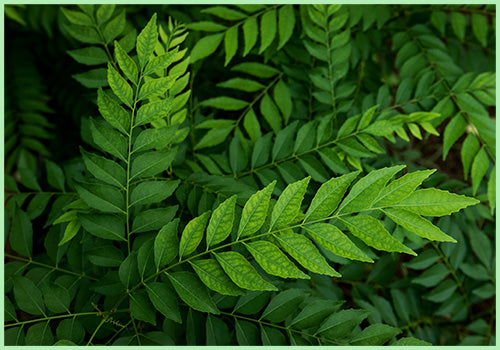 Curry Leaves  (Price per 50 gms)