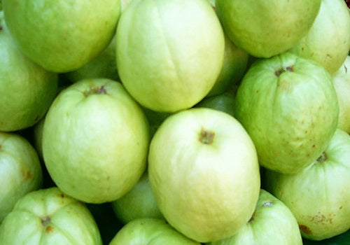 Guava Fruit Big (Price per pcs/Approx. 400gms to 500gms)