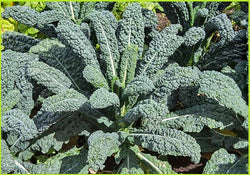 Kale Leaves (Price per 250gms)