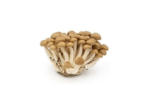 Mushrooms Shimeji Brown (Price per Approx. 150gms)