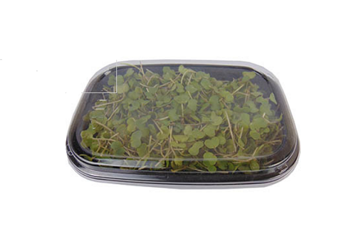 Micro Greens Musturd leaves (Price per pkt Approx. 50gms) - Fast & Fresh Global LLP