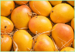 Mango Alphonso Fresh (Price per Kg)
