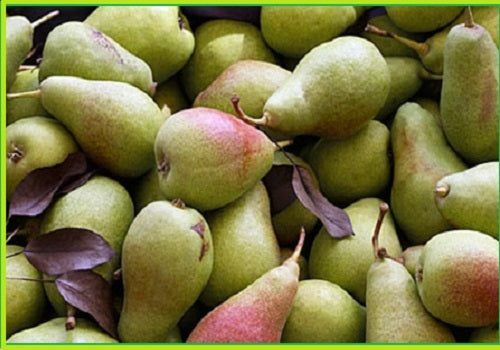 Pears Long/Tottar nakh (Price per 500gms)