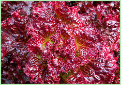 Lettuce Red (Price per 500 gms)