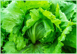 Lettuce Iceburg (Price per 500gms)