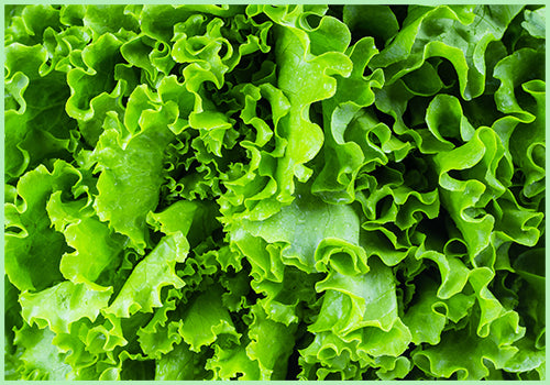 Lettuce Green (Price per 250 gms)