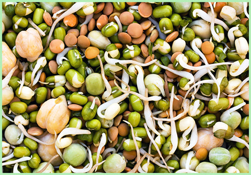 Sprouts - Mix Variety (Price Per 200 gms)