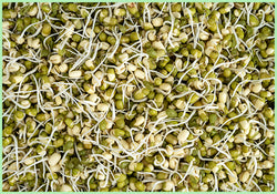 Sprouts - Moong (Price per 200 gms)