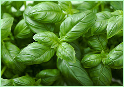 Basil Leaves (Price per 50 gms)