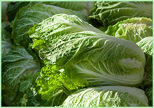 Cabbage China (Price per Pcs Approx. 800gms to 1.2kg)