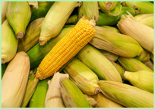 Bhutta/Corn whole  (Price per Pc/Approx. 300gm to 400gms)