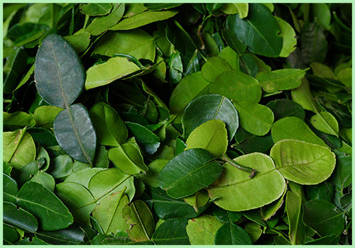 Kaffir Lime leaves Thai (Price per 50 gms)