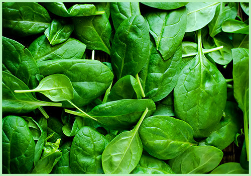 Spinach / Palak (Price per kg)
