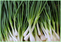 Spring Onion (Price per 100 gms)