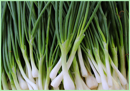 Spring Onion (Price per 100 gms)